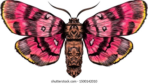 pink yellow beautiful fairy moth