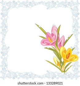 Pink and yellow crocuses in the frozen frame. Vector