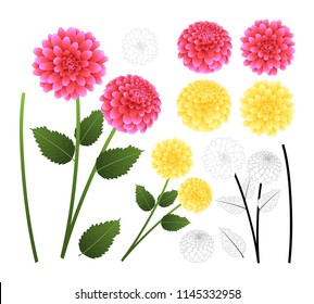 Pink and Yellow Dahlia with Outline isolated on White Background. Mexico's national flower. Vector Illustration.