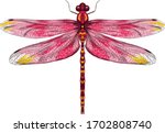 pink yellow dragonfly with delicate wings vector illustration