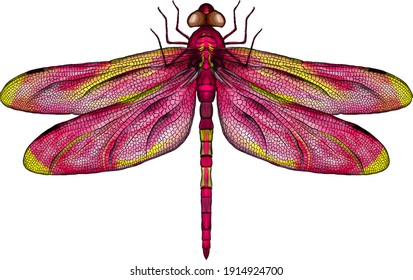 pink and yellow dragonfly with delicate wings vector illustration