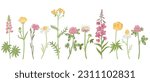 pink and yellow field flowers, vector drawing wild flowering plants isolated at white background, floral elements, hand drawn botanical illustration