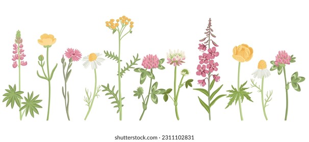 pink and yellow field flowers, vector drawing wild flowering plants isolated at white background, floral elements, hand drawn botanical illustration