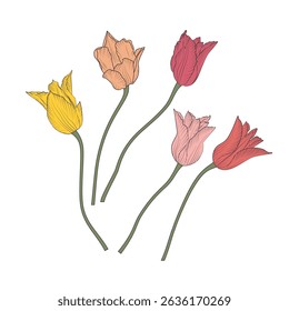 Pink and yellow line art tulip flowers set isolated on white background. Spring botanical vector illustration bundle