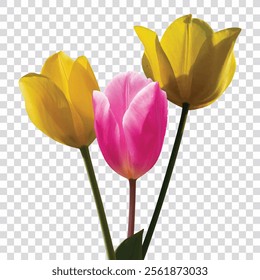 Pink and Yellow Tulip Flower on Transparent Background