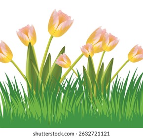 Pink and yellow tulips  are illustrated against a white background. 