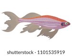 Pink zebra danio aquarium vector