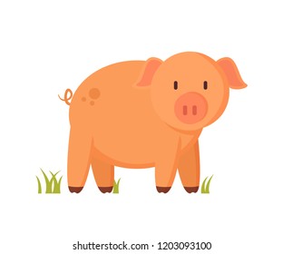 Pinkish pig or piglet standing on grass colorful vector illustration. Farm animal character in cartoon style on white background pictorial poster.