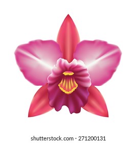 pink-purple orchid vector flower, illustration