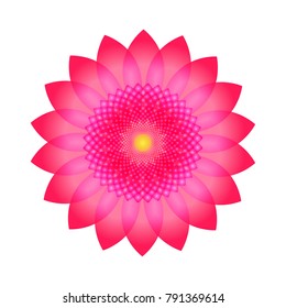 pink-red lotus flower vector on white background