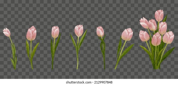 PinkTulips stem set, Vector watercolor hand paint Spring flower on transparent background,illustration digital paint elements of beautiful wild nature plant for Easter,Spring,Summer,Mother day card 