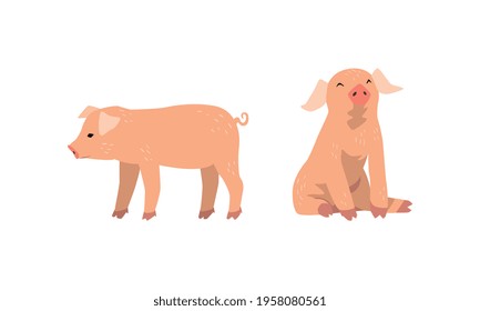 Pinky Pig as Domestic Animal with Long Snout and Hoofed Toes Vector Set