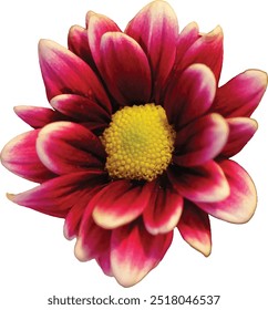 pinky red flower with white borders and yellow heart vector floral motif