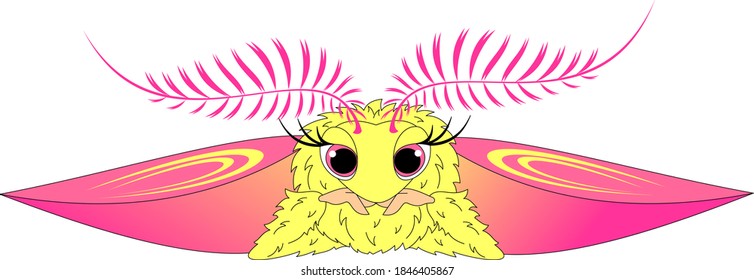 pink-yellow maple moth with shaggy body and legs