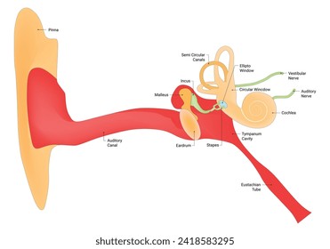 Pinna Auditory Canal Eustachain Tube Science Design Vector Illustration