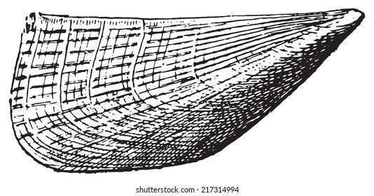 Pinna, vintage engraved illustration. Dictionary of words and things - Larive and Fleury - 1895.