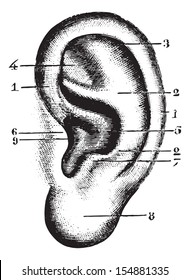 Pinna, vintage engraved illustration. Usual Medicine Dictionary - Paul Labarthe - 1885.