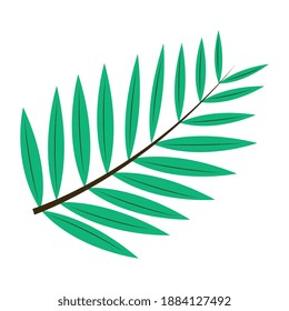 pinnate leaf plant flat style vector illustration design