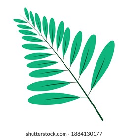 pinnate leaf plant style flat vector illustration design