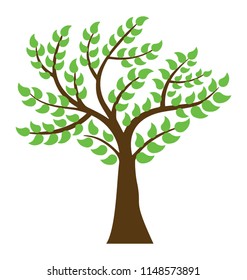 
Pinnate leaved short heighten curry tree
