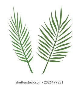 pinnate palm leaves summer decoration plants
