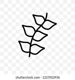Pinnate vector linear icon isolated on transparent background, Pinnate transparency concept can be used for web and mobile
