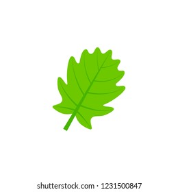 pinnatifid oak leaf flat icon on transparent background