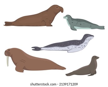 Pinniped animals. Vector illustration of a set of northern antarctic aquatic animals isolated on a white background. Sea elephant, seal, leopard, lion, walrus.