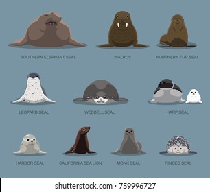 Pinniped Sitting Front Set Cartoon Vector Illustration