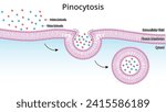 Pinocytosis - Process by which The Cell Takes in The Fluids Along with Dissolved Small Molecules - Medical Vector Illustration