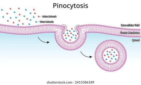 Pinocitosis - Proceso por el cual la célula toma fluidos junto con pequeñas moléculas disueltas - Ilustración del vector médico