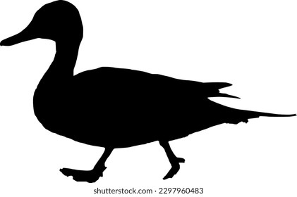 Pintail Duck Bird Black Silhouette Outline Shape Vector