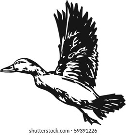 Pintail Duck Vector Illustration