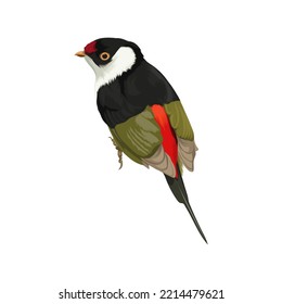 Pin-tailed Manakin bird vector illustration