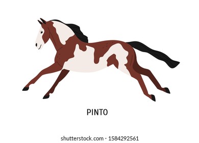 Pinto breed horse flat vector illustration. Pedigree equine, piebald, spotty hoss. Horse breeding, horseback riding concept. Beautiful steed, hoofed animal isolated on white background.