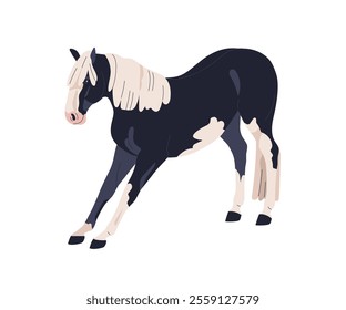 Pinto horse exercising. Stallion stretching legs in standing pose. Equine animal performing command, action. Thoroughbred, steed with patchy coat. Flat vector illustration isolated on white background