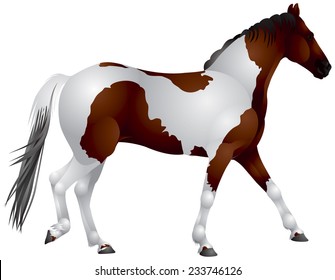 Pinto Horse walk gait realistic vector illustration