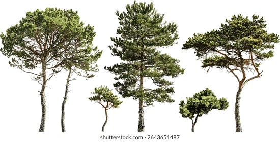 Ilustração do vetor de Pinus contorta, pinho de lodgepole, pinho da costa, pinho contorta, pinho torcido, recorte isolado de árvore, natureza selvagem, flora norte-americana, cenário ao ar livre.