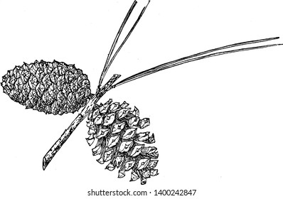 Pinus Glabra (spruce pine) is a lowland pine of the warm temperate climate in the SE United States. The leaves are needle-like and dark green in colour, vintage line drawing or engraving illustration.