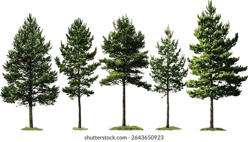 Pinus lambertiana and Taxodium ascendens trees isolated cutout, frontal set, vector illustration, evergreen forest trees, conifer species, natural landscape elements, botanical collection.