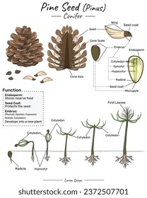 Pinus pine conifer structure, function and development. Shows the the inside and outside of corn seed. for scientific illustrations, educational materials, botanical articles.