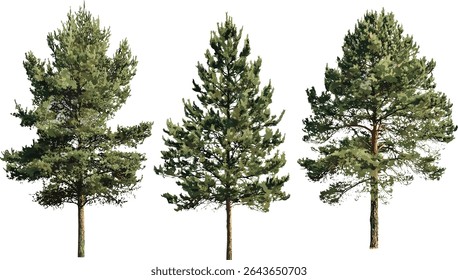 Pinus (Pine) tree collection isolated cutout, Sylvestr pine variety, vector illustration, coniferous tree set, forest greenery, seasonal tree elements, natural environment.