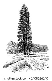 Pinus ponderosa is also known as yellow pine tree, occurs in western North America. The tallest tree was 232 feet, and the oldest tree was 600 years, vintage line drawing or engraving illustration.