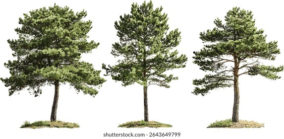 Pinus radiata Monterey pinheiro recorte, ilustração vetorial, árvore natural, floresta de coníferas, vegetação da paisagem, espécies perenes, flora nativa, ambiente exterior, madeira de madeira.