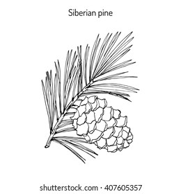 Pinus sibirica, or Siberian pine, branch with cone. Hand drawn botanical vector illustration