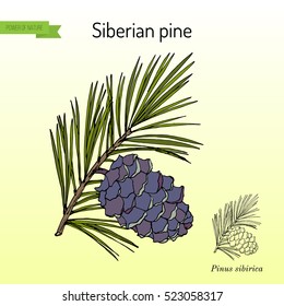 Pinus sibirica, or Siberian pine, branch with cone. Hand drawn botanical vector illustration