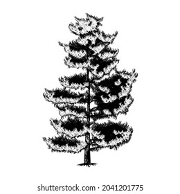 Pinus strobus or eastern white pine tree vector drawing illustration. vector isolated element on the white background