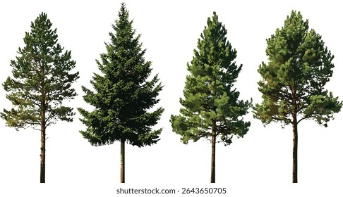 Pinus Sylvestr pinheiros isolados recorte, conjunto de coníferas evergreen, ilustração vetorial, vegetação da floresta, vegetação botânica, plantas da floresta, elementos da paisagem ao ar livre.