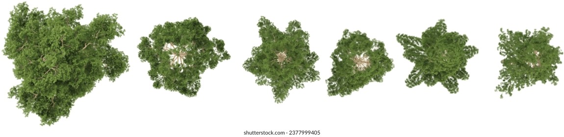 Pinus sylvestris , esfuerzo de pino desde la vista superior aislado fondo blanco