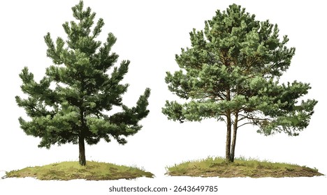 Pinus sylvestris and Pinus strobus isolated tree cutout, vector illustration, pine forest, natural landscape element, woodlands greenery, seasonal foliage, outdoor scenery.
